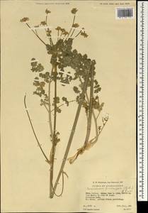 Zeravschania ferulifolia (Gilli) Pimenov, South Asia, South Asia (Asia outside ex-Soviet states and Mongolia) (ASIA) (Afghanistan)