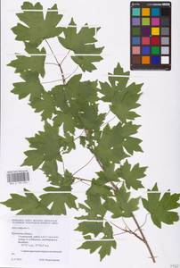 Acer campestre L., Eastern Europe, Central region (E4) (Russia)