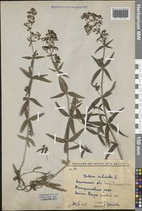 Galium rubioides L., Eastern Europe, Central forest-and-steppe region (E6) (Russia)