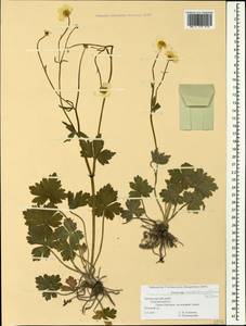 Ranunculus constantinopolitanus, Caucasus, Black Sea Shore (from Novorossiysk to Adler) (K3) (Russia)