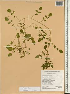 Nasturtium officinale W.T. Aiton, South Asia, South Asia (Asia outside ex-Soviet states and Mongolia) (ASIA) (Cyprus)