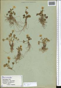Ranunculus transiliensis Popov ex Gamajun., Middle Asia, Northern & Central Tian Shan (M4) (Kyrgyzstan)