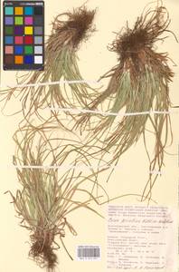 Carex secalina Willd. ex Wahlenb., Eastern Europe, Lower Volga region (E9) (Russia)