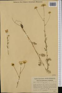 Tripleurospermum tenuifolium (Kit. ex Schult.) Freyn ex Freyn & E. Brandis, Western Europe (EUR) (Romania)