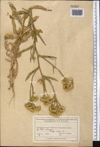 Pentanema caspicum (F. K. Blum ex Ledeb.) G. V. Boiko, Korniy. & Mosyakin, Middle Asia, Muyunkumy, Balkhash & Betpak-Dala (M9) (Kazakhstan)