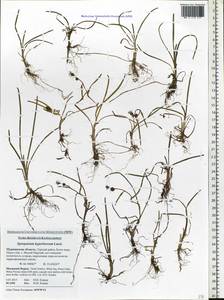 Sparganium hyperboreum Laest. ex Beurl., Eastern Europe, Northern region (E1) (Russia)