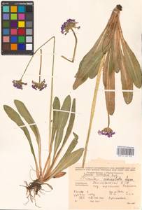 Primula auriculata Lam., Caucasus, Azerbaijan (K6) (Azerbaijan)