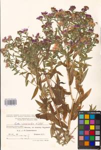 Symphyotrichum ×versicolor (Willd.) G. L. Nesom, Eastern Europe, Moscow region (E4a) (Russia)