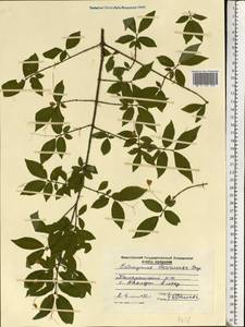 Euonymus verrucosus Scop., Eastern Europe, Moldova (E13a) (Moldova)