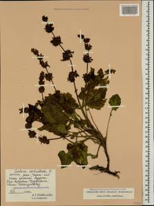 Salvia verticillata L., Caucasus, Dagestan (K2) (Russia)