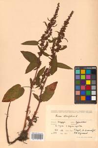 Rumex obtusifolius L., Siberia, Russian Far East (S6) (Russia)