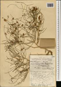 Calligonum mongolicum Turcz., Mongolia (MONG) (Mongolia)