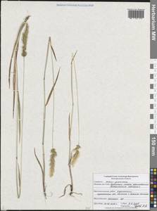Anthoxanthum odoratum L., Eastern Europe, Central forest-and-steppe region (E6) (Russia)