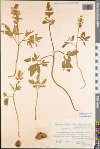 Corydalis cava (L.) Schweigg. & Körte, Eastern Europe, North Ukrainian region (E11) (Ukraine)