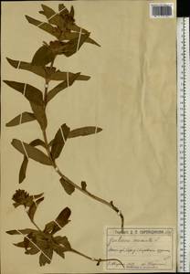 Gentiana cruciata L., Eastern Europe, Moscow region (E4a) (Russia)