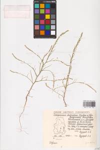 Corispermum declinatum Stephan ex Steven, Eastern Europe, Volga-Kama region (E7) (Russia)