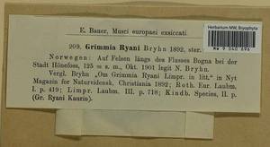 Grimmia funalis (Schwägr.) Bruch & Schimp., Bryophytes, Bryophytes - Western Europe (BEu) (Norway)