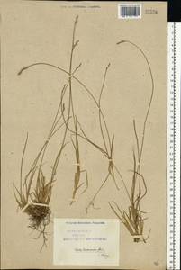 Carex brunnescens (Pers.) Poir., Eastern Europe, Northern region (E1) (Russia)