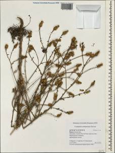 Centaurea diffusa Lam., Crimea (KRYM) (Russia)