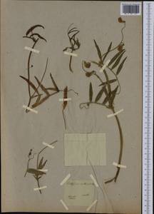 Lathyrus clymenum L., Botanic gardens and arboreta (GARD) (Not classified)