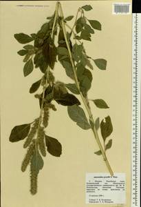 Amaranthus powellii S. Watson, Eastern Europe, Moscow region (E4a) (Russia)