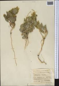 Atriplex moneta Bunge ex Boiss., Middle Asia, Karakum (M6) (Turkmenistan)