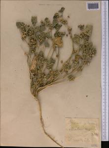 Malva neglecta Wallr., Middle Asia, Western Tian Shan & Karatau (M3)