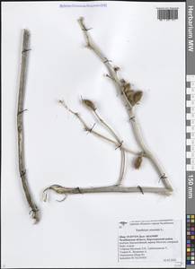 Xanthium orientale var. albinum (Widder) Adema & M.T.Jansen, Eastern Europe, Eastern region (E10) (Russia)