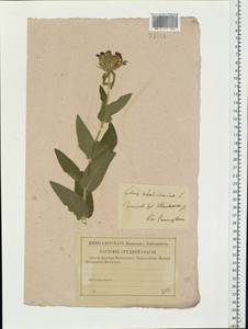 Silene chalcedonica (L.) E. H. L. Krause, Eastern Europe, Lower Volga region (E9) (Russia)