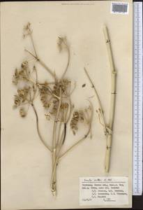 Ferula kelleri Koso-Pol., Middle Asia, Pamir & Pamiro-Alai (M2) (Kyrgyzstan)