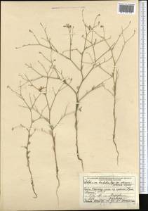 Delphinium barbatum Bunge, Middle Asia, Western Tian Shan & Karatau (M3) (Kazakhstan)