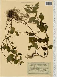 Lamium galeobdolon subsp. galeobdolon, Caucasus, Black Sea Shore (from Novorossiysk to Adler) (K3) (Russia)