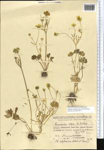 Ranunculus afghanicus Aitch. & Hemsl., Middle Asia, Kopet Dag, Badkhyz, Small & Great Balkhan (M1) (Turkmenistan)
