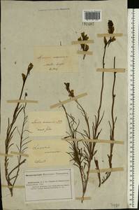 Linaria macroura (M. Bieb.) M. Bieb., Middle Asia, Caspian Ustyurt & Northern Aralia (M8) (Kazakhstan)