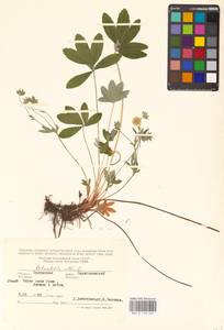 Potentilla alba L., Eastern Europe, Central forest-and-steppe region (E6) (Russia)