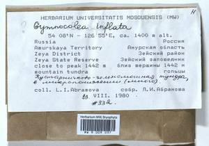 Gymnocolea inflata (Huds.) Dumort., Bryophytes, Bryophytes - Russian Far East (excl. Chukotka & Kamchatka) (B20) (Russia)