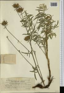 Centaurea scabiosa subsp. scabiosa, Western Europe (EUR) (Romania)