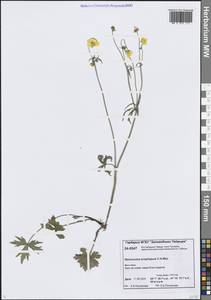 Ranunculus propinquus C.A.Mey., Siberia, Central Siberia (S3) (Russia)