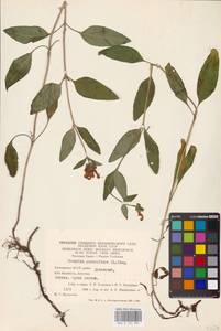 MHA 0 155 983, Prunella grandiflora (L.) Scholler, Eastern Europe, Eastern region (E10) (Russia)