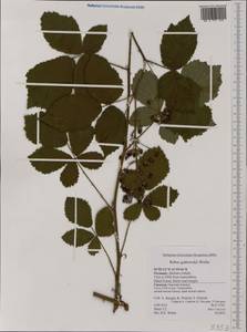 Rubus grabowskii Weihe ex Günther, Grab. & Wimm., Western Europe (EUR) (Germany)