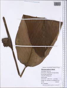 Phrynium pubinerve Blume, South Asia, South Asia (Asia outside ex-Soviet states and Mongolia) (ASIA) (Vietnam)