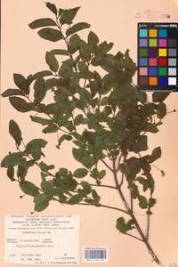 Lonicera nigra L., Eastern Europe, West Ukrainian region (E13) (Ukraine)