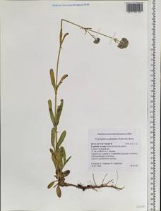 Gypsophila cephalotes (Schrenk) F.N. Williams, Siberia, Altai & Sayany Mountains (S2) (Russia)