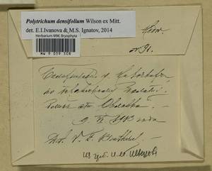 Polytrichum densifolium Wilson ex Mitt., Bryophytes, Bryophytes - Middle Russia (B6) (Russia)