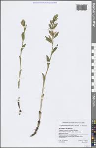 Cephalanthera kurdica Bornm. ex Kraenzl., South Asia, South Asia (Asia outside ex-Soviet states and Mongolia) (ASIA) (Turkey)