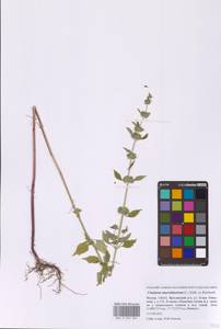 Chaiturus marrubiastrum (L.) Ehrh. ex Rchb., Eastern Europe, Moscow region (E4a) (Russia)