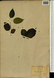 Actinidia arguta (Siebold & Zucc.) Planch. ex Miq., South Asia, South Asia (Asia outside ex-Soviet states and Mongolia) (ASIA) (Japan)