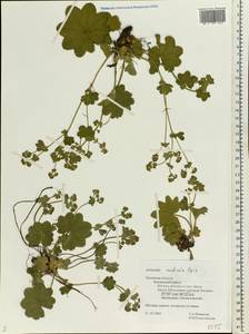 Alchemilla monticola Opiz, Eastern Europe, North-Western region (E2) (Russia)