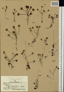 Drosera rotundifolia L., Eastern Europe, Central region (E4) (Russia)