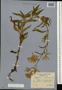 Koenigia alpina (All.) T.M.Schust. & Reveal, Caucasus, South Ossetia (K4b) (South Ossetia)